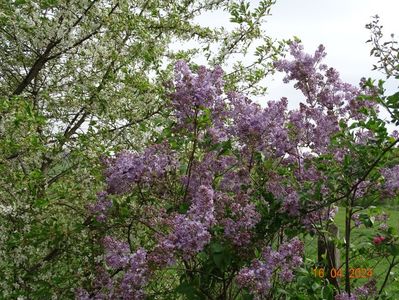 syringa Sarah Sands