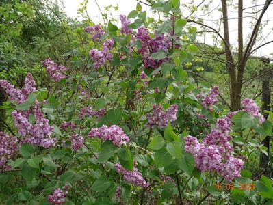 syringa Belle de Nancy