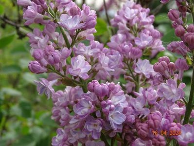 syringa Belle de Nancy