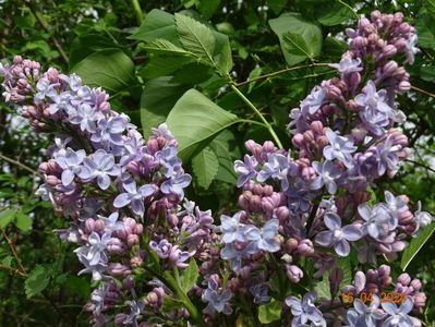 syringa Carpe Diem