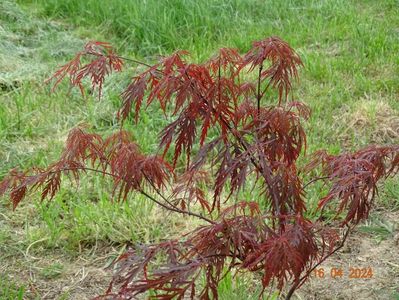 acer palmatum Garnet