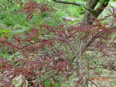 acer palmatum Crimson Queen