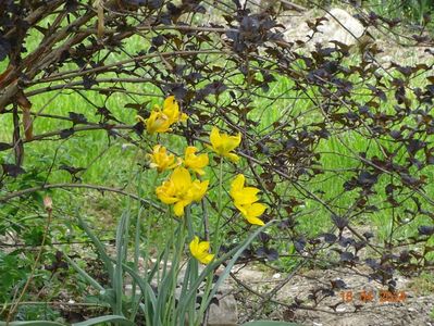 tulipa sylvestris