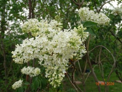 syringa Primerose