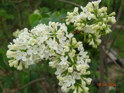 syringa Primerose