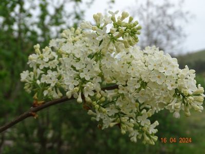 syringa Primerose