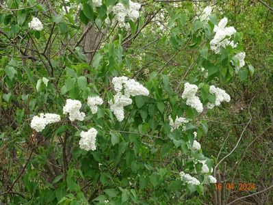 syringa Miss Ellen Wilmott