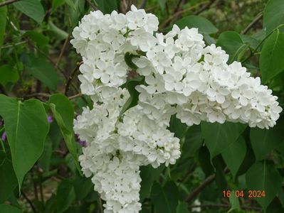 syringa Miss Ellen Wilmott