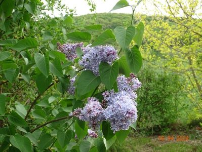 syringa Carpe Diem