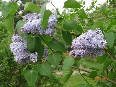 syringa Carpe Diem