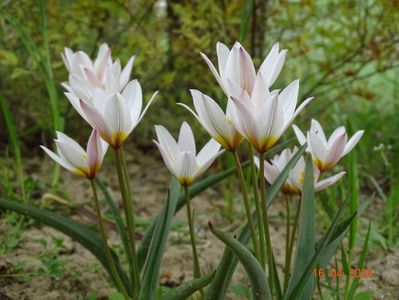 tulipa Hilde