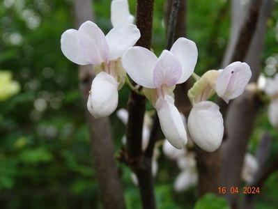 cercis canadensis