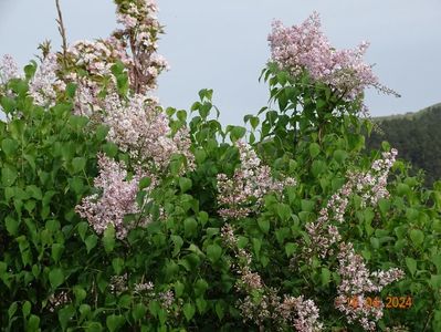 syringa California Rose