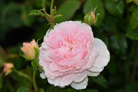 Silas Marner (tufa) 60; Parfum puternic.
Inflorire repetata tot sezonul.
Inaltime 90-100 cm.
