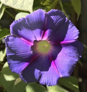 Morning Glory (2020, Aug.27)