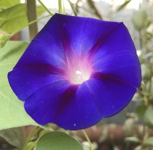 Morning Glory (2020, Aug.27)