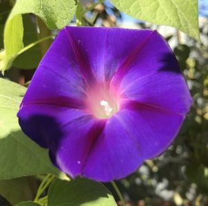 Morning Glory (2020, Aug.28)