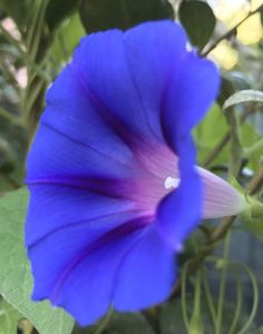 Morning Glory (2020, Sep.07)