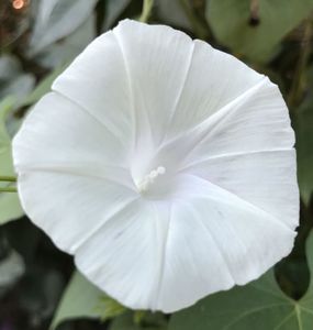 Morning Glory (2020, Sep.07)