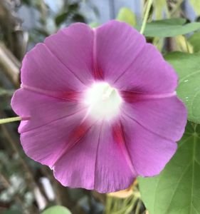 Morning Glory (2020, Sep.17)