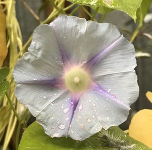 Morning Glory (2020, Sep.29)