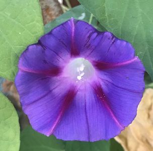 Morning Glory (2020, Oct.02)