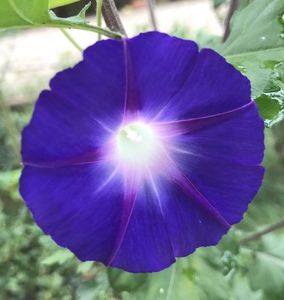 Morning Glory (2020, Oct.10)