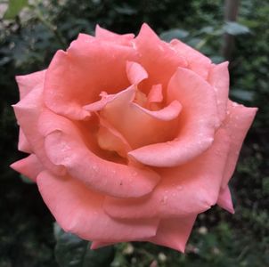 Bright Salmon Rose (2020, June 12)