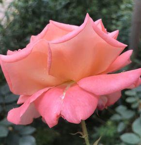 Bright Salmon Rose (2020, June 12)