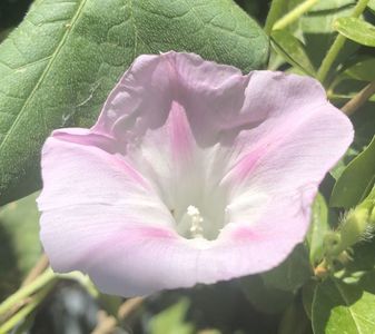 Morning Glory (2020, Aug.07)