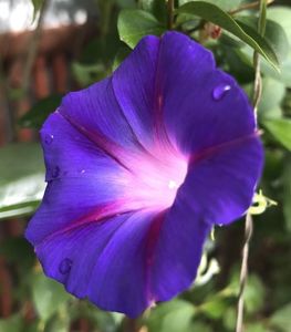 Morning Glory (2021, Aug,19)