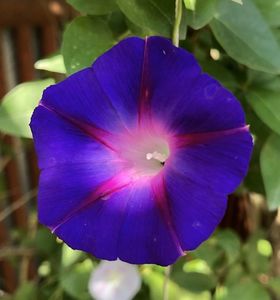 Morning Glory (2021, Aug,19)