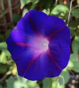 Morning Glory (2021, Aug,19)