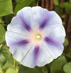 Morning Glory (2021, Aug,19)