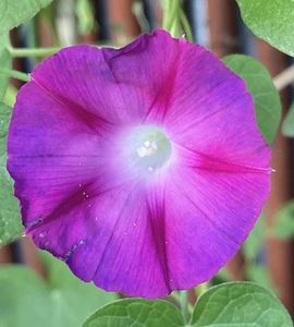 Morning Glory (2021, Sep.09)