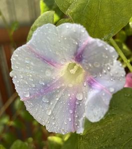 Morning Glory (2021, Sep.10)