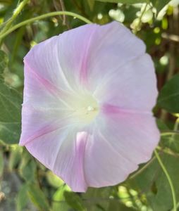 Morning Glory (2021, Sep.13)