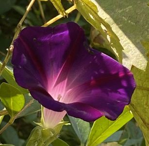 Morning Glory (2021, Sep.13)