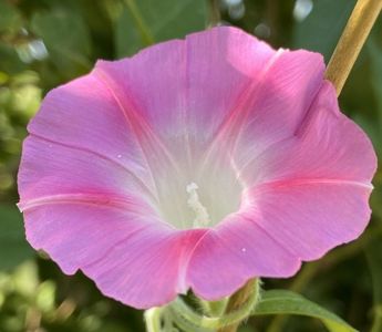 Morning Glory (2021, Sep.13)