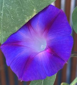 Morning Glory (2021, Sep.13)