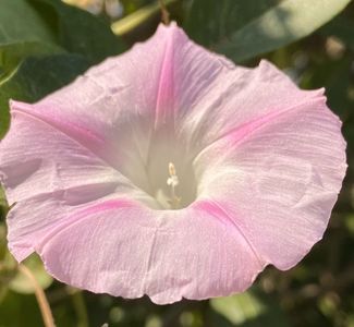 Morning Glory (2021, Sep.13)