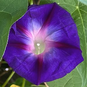 Morning Glory (2021, Sep.15)