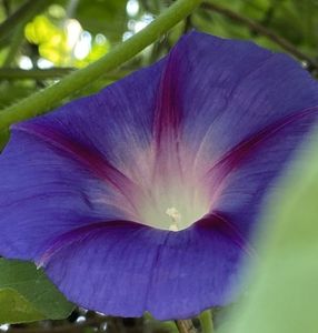 Morning Glory (2021, Sep.15)