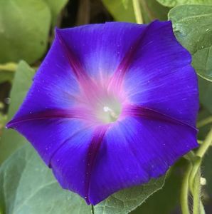 Morning Glory (2021, Sep.19)