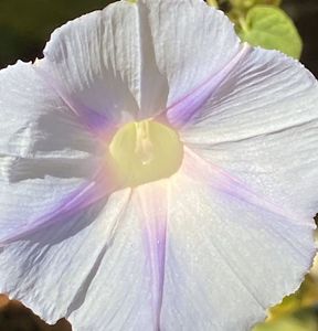 Morning Glory (2021, Sep.19)