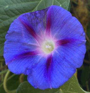 Morning Glory (2021, Sep.19)