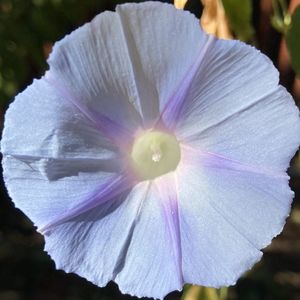 Morning Glory (2021, Sep.19)