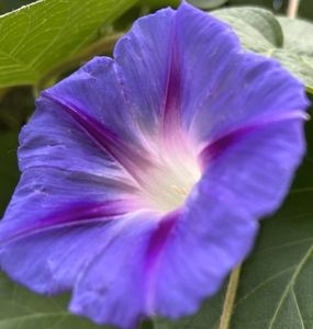 Morning Glory (2021, Sep.20)