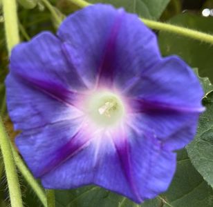 Morning Glory (2021, Sep.20)