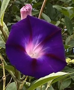 Morning Glory (2021, Sep.20)